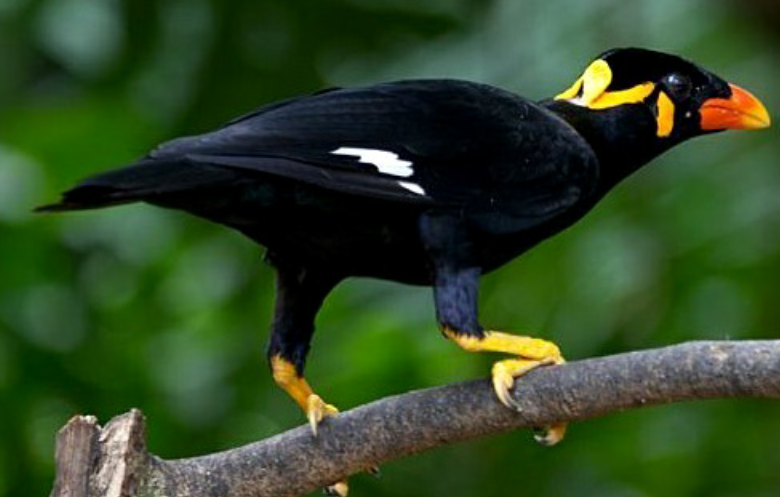Burung Beo